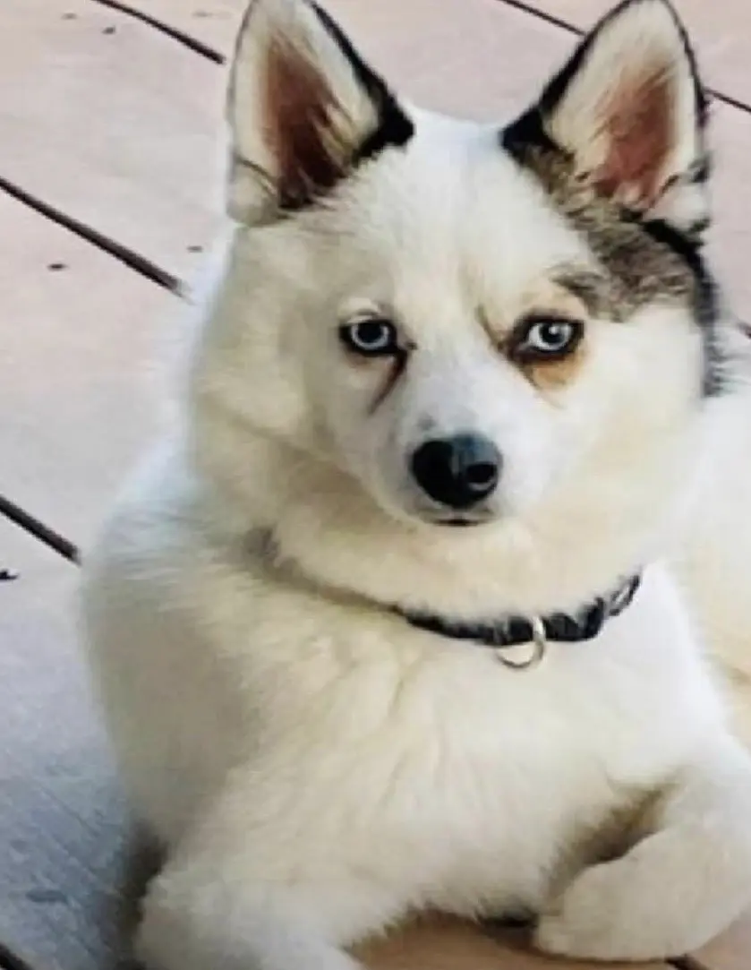 Porträt von Serge, dem kleinen blauäugigen Hund von La Sergerie